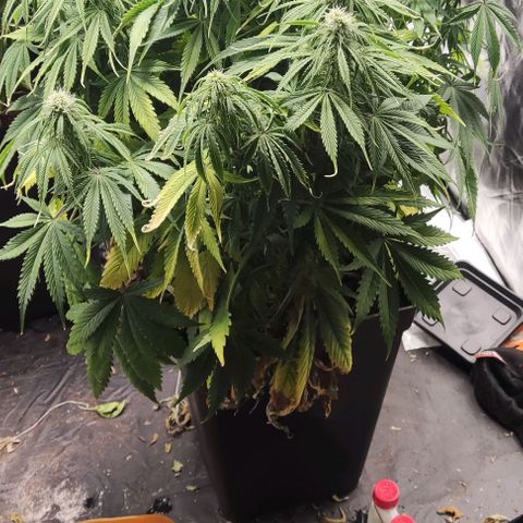 BCN Critical XXL Autoflower growlog timeline photo