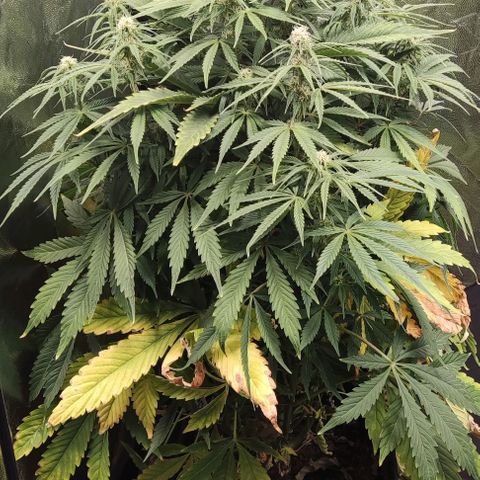 Amnesia Auto growlog timeline photo