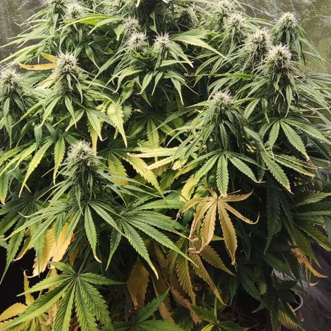 BCN Critical XXL Autoflower growlog timeline photo