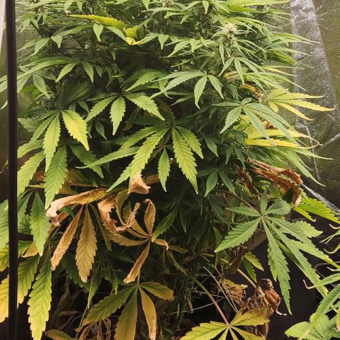Amnesia Auto growlog timeline photo