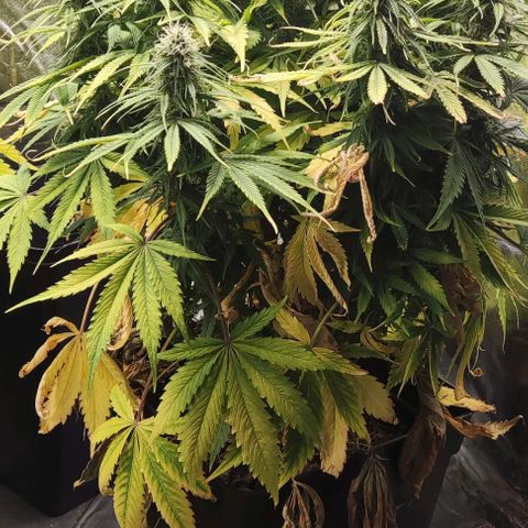 BCN Critical XXL Autoflower growlog timeline photo