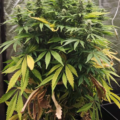 Amnesia Auto growlog timeline photo