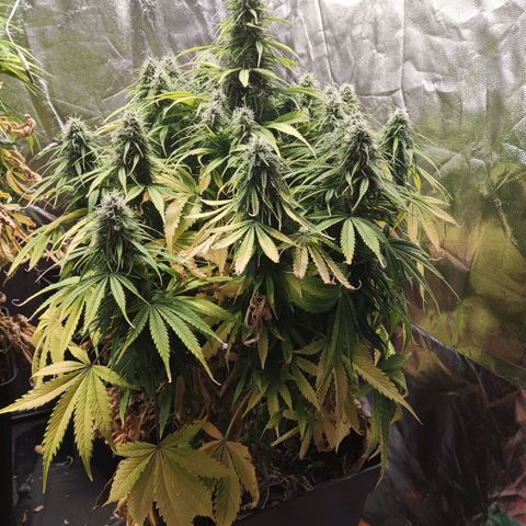 BCN Critical XXL Autoflower growlog timeline photo