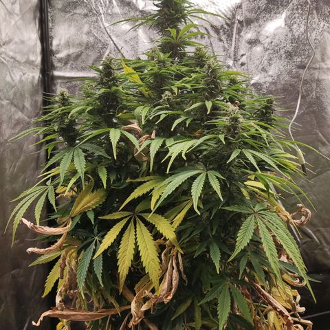 Amnesia Auto growlog timeline photo