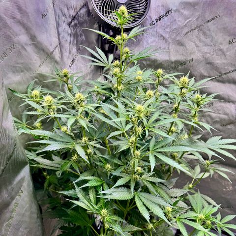 Deadlot growlog timeline photo