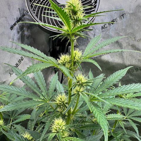 Deadlot growlog timeline photo