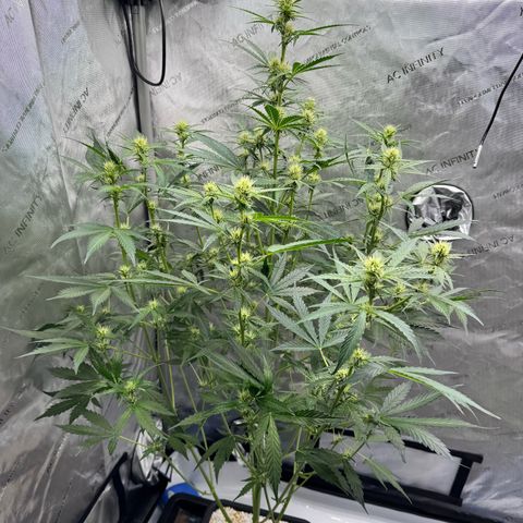 Deadlot growlog timeline photo