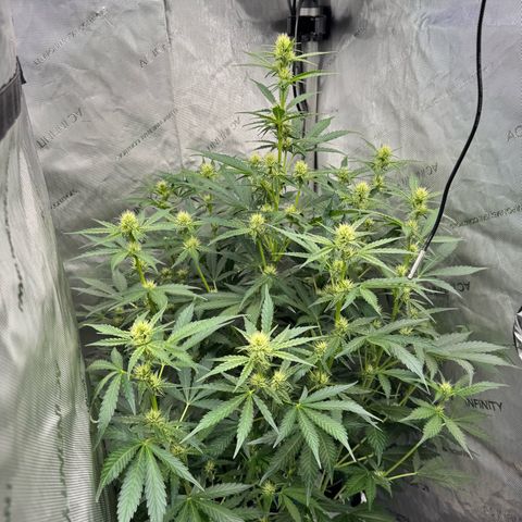 Deadlot growlog timeline photo