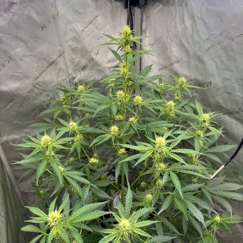 Deadlot growlog photo: After Defoe