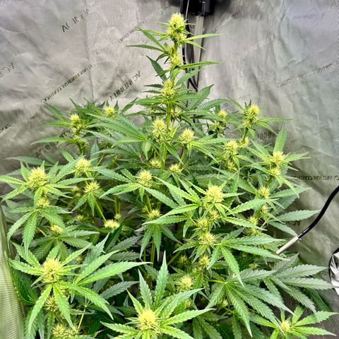 Deadlot growlog timeline photo