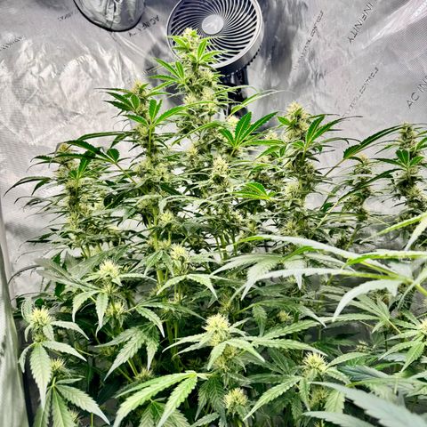 Deadlot growlog timeline photo