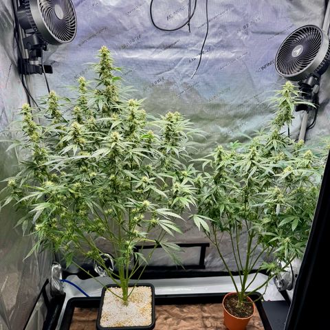 Deadlot growlog timeline photo