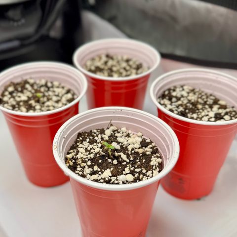 Soul Mate growlog timeline photo