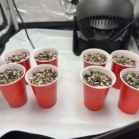 Soul Mate growlog timeline photo