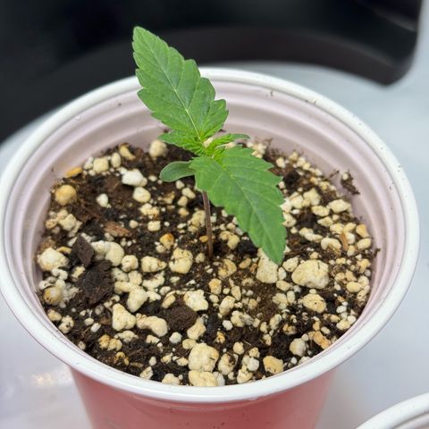 Soul Mate growlog timeline photo