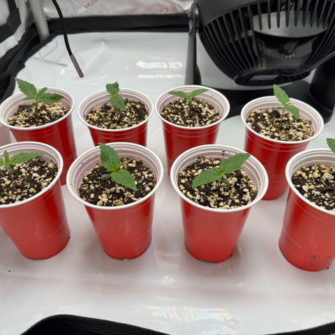 Soul Mate growlog timeline photo