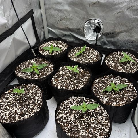 Soul Mate growlog timeline photo