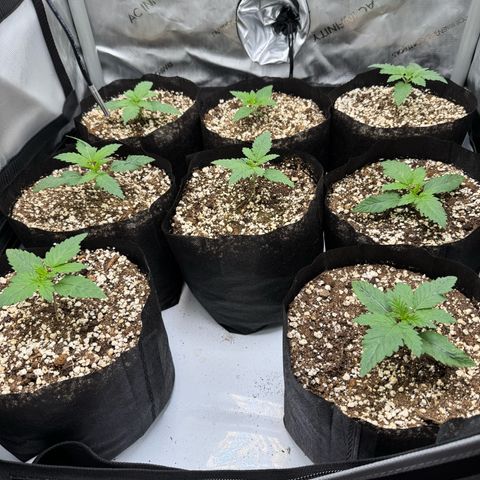 Soul Mate growlog timeline photo