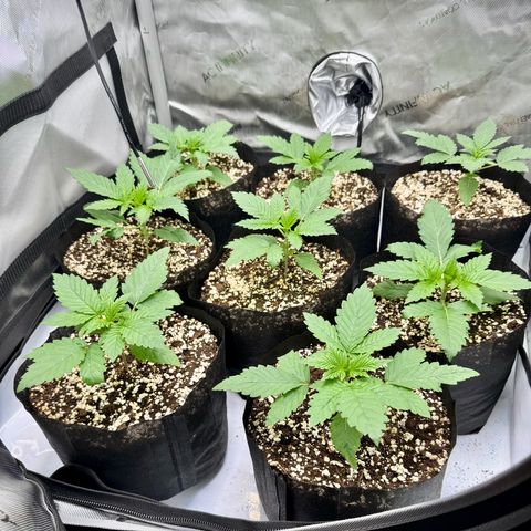 Soul Mate growlog timeline photo
