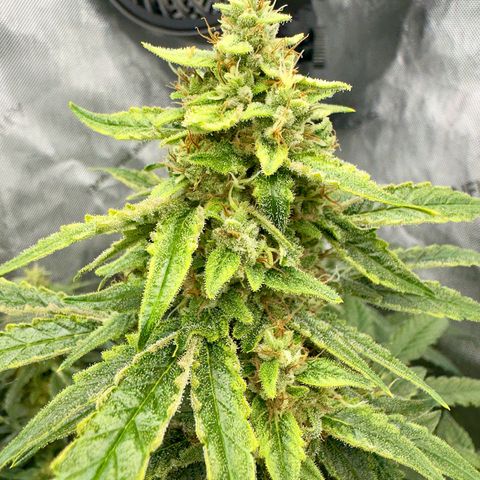 Deadlot growlog timeline photo