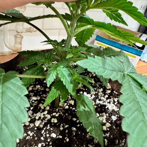 Soul Mate growlog photo: After spraying and removed the first reject.(pictured) Smallest and showing signs of underwatering. Good nodeage tho.
