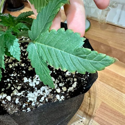 Soul Mate growlog photo: After spraying and removed the first reject.(pictured) Smallest and showing signs of underwatering. Good nodeage tho.