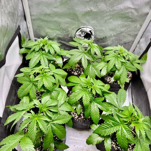Soul Mate growlog photo: After spraying and removed the first reject.(pictured) Smallest and showing signs of underwatering. Good nodeage tho.