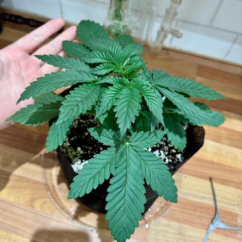 Soul Mate growlog photo: After spraying and removed the first reject.(pictured) Smallest and showing signs of underwatering. Good nodeage tho.
