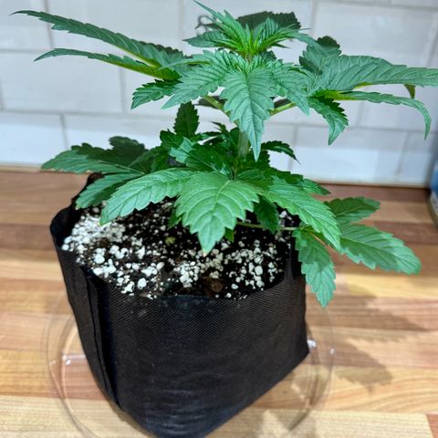 Soul Mate growlog photo: Reject 2 sprouted weird did a loop de loop under the soil lol