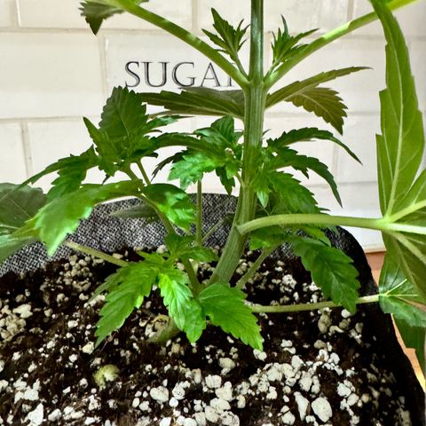 Soul Mate growlog photo: Reject 2 sprouted weird did a loop de loop under the soil lol