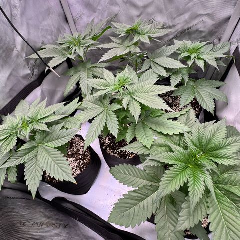 Soul Mate growlog timeline photo