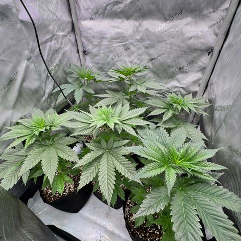 Soul Mate growlog timeline photo