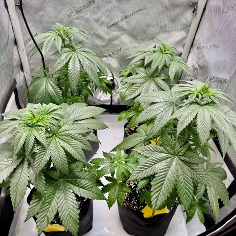 Soul Mate growlog timeline photo