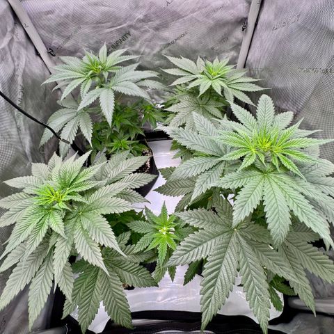 Soul Mate growlog timeline photo