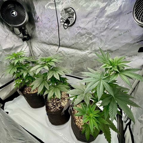 Soul Mate growlog timeline photo