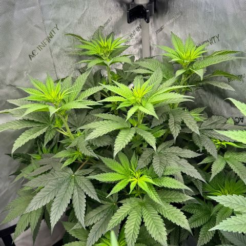 Soul Mate growlog timeline photo