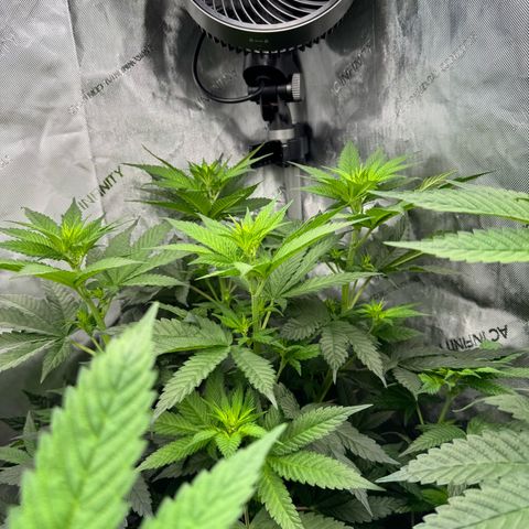 Soul Mate growlog timeline photo