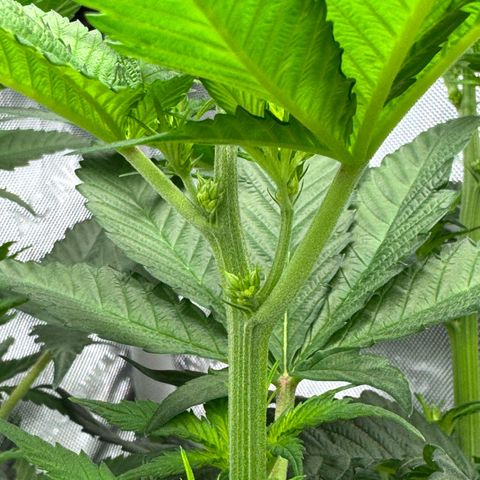 Soul Mate growlog timeline photo
