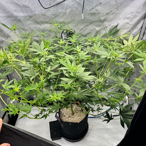 Soul Mate growlog timeline photo