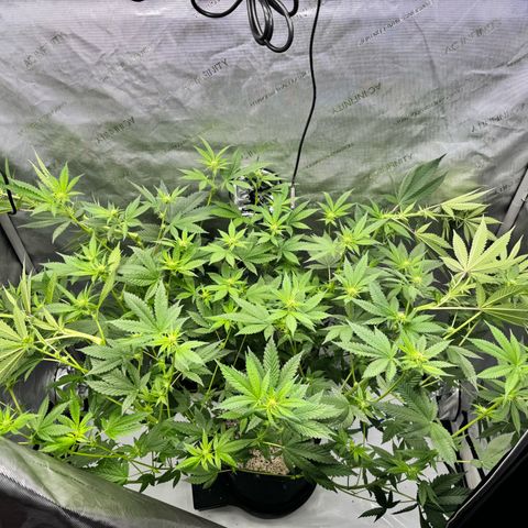 Soul Mate growlog timeline photo