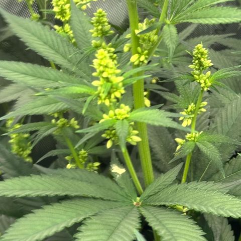 Soul Mate growlog timeline photo