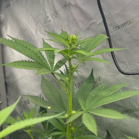 Soul Mate growlog timeline photo