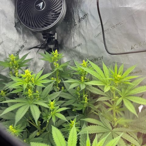 Soul Mate growlog timeline photo