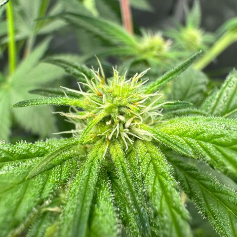 Soul Mate growlog timeline photo
