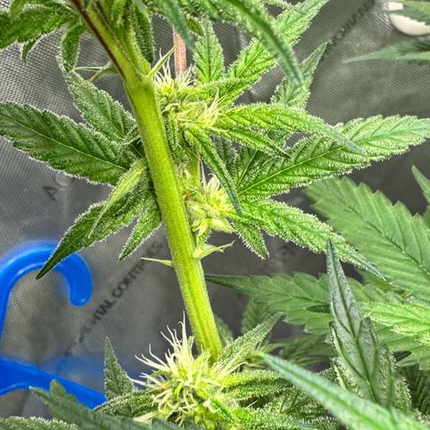 Soul Mate growlog timeline photo