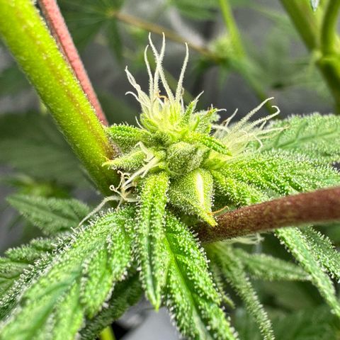Soul Mate growlog timeline photo
