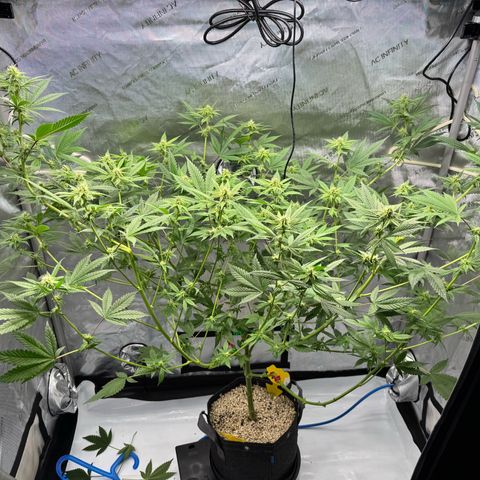 Soul Mate growlog timeline photo