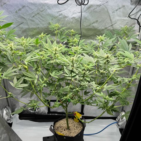 Soul Mate growlog timeline photo