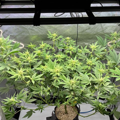 Soul Mate growlog timeline photo