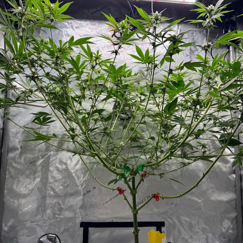 Soul Mate growlog timeline photo